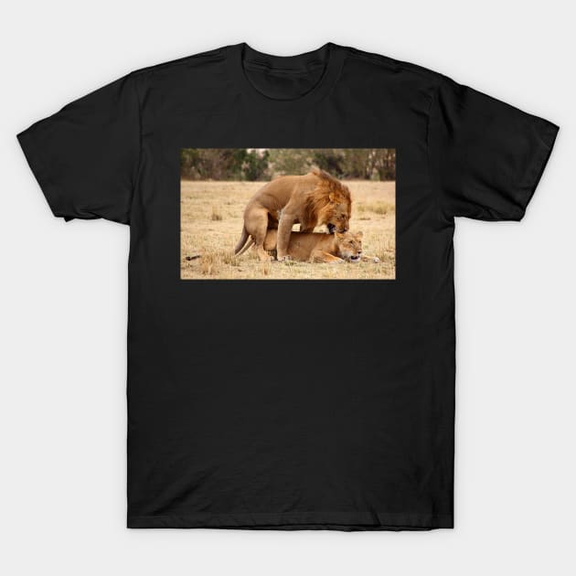 "Nibble, Nibble".  Lions Copulating, Maasai Mara, Kenya T-Shirt by Carole-Anne